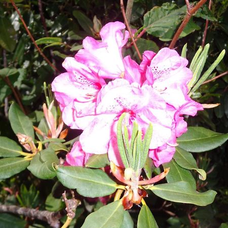 Bed and Breakfast Les Fleurs Du Mont Caux Exterior foto